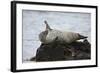 Harbor Seal (Common Seal) (Phoca Vitulina) Stretching, Iceland, Polar Regions-James-Framed Photographic Print