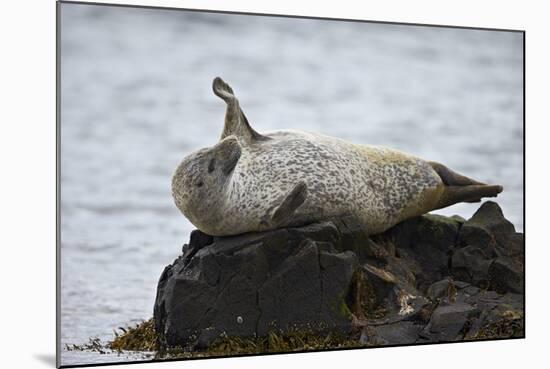 Harbor Seal (Common Seal) (Phoca Vitulina) Stretching, Iceland, Polar Regions-James-Mounted Photographic Print