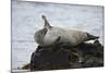 Harbor Seal (Common Seal) (Phoca Vitulina) Stretching, Iceland, Polar Regions-James-Mounted Photographic Print