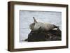 Harbor Seal (Common Seal) (Phoca Vitulina) Stretching, Iceland, Polar Regions-James-Framed Photographic Print