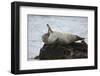 Harbor Seal (Common Seal) (Phoca Vitulina) Stretching, Iceland, Polar Regions-James-Framed Photographic Print