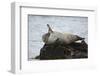 Harbor Seal (Common Seal) (Phoca Vitulina) Stretching, Iceland, Polar Regions-James-Framed Photographic Print