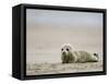 Harbor Seal Cub, Phoca Vitulina, Heligoland, Germany-Thorsten Milse-Framed Stretched Canvas