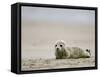 Harbor Seal Cub, Phoca Vitulina, Heligoland, Germany-Thorsten Milse-Framed Stretched Canvas