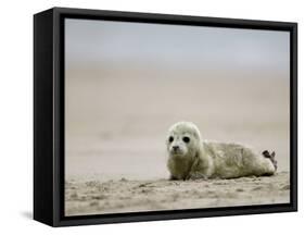 Harbor Seal Cub, Phoca Vitulina, Heligoland, Germany-Thorsten Milse-Framed Stretched Canvas