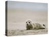 Harbor Seal Cub, Phoca Vitulina, Heligoland, Germany-Thorsten Milse-Stretched Canvas