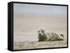 Harbor Seal Cub, Phoca Vitulina, Heligoland, Germany-Thorsten Milse-Framed Stretched Canvas