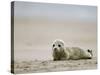 Harbor Seal Cub, Phoca Vitulina, Heligoland, Germany-Thorsten Milse-Stretched Canvas