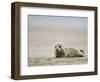 Harbor Seal Cub, Phoca Vitulina, Heligoland, Germany-Thorsten Milse-Framed Photographic Print