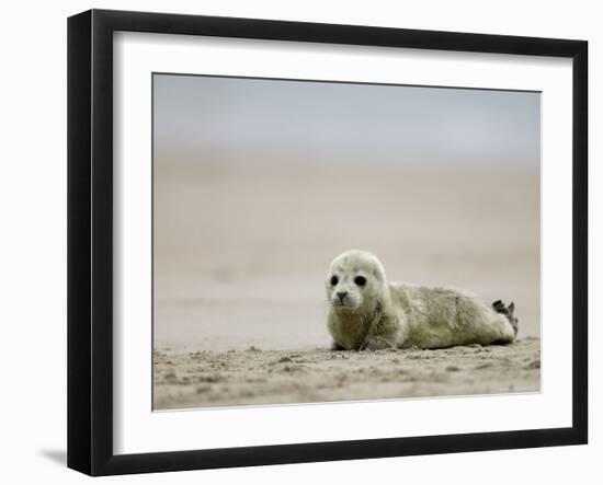 Harbor Seal Cub, Phoca Vitulina, Heligoland, Germany-Thorsten Milse-Framed Photographic Print