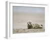 Harbor Seal Cub, Phoca Vitulina, Heligoland, Germany-Thorsten Milse-Framed Photographic Print