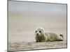 Harbor Seal Cub, Phoca Vitulina, Heligoland, Germany-Thorsten Milse-Mounted Photographic Print