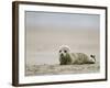 Harbor Seal Cub, Phoca Vitulina, Heligoland, Germany-Thorsten Milse-Framed Photographic Print