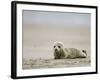 Harbor Seal Cub, Phoca Vitulina, Heligoland, Germany-Thorsten Milse-Framed Photographic Print