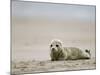 Harbor Seal Cub, Phoca Vitulina, Heligoland, Germany-Thorsten Milse-Mounted Photographic Print