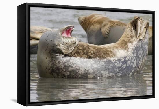 Harbor Seal Hauled Out-Hal Beral-Framed Stretched Canvas