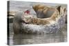 Harbor Seal Hauled Out-Hal Beral-Stretched Canvas