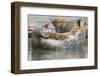 Harbor Seal Hauled Out-Hal Beral-Framed Photographic Print