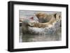 Harbor Seal Hauled Out-Hal Beral-Framed Photographic Print