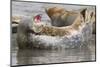 Harbor Seal Hauled Out-Hal Beral-Mounted Photographic Print