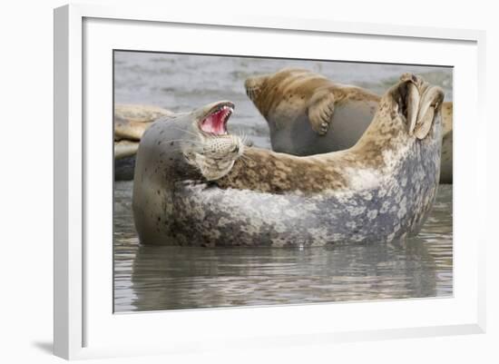 Harbor Seal Hauled Out-Hal Beral-Framed Photographic Print