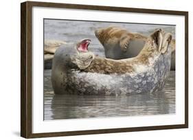 Harbor Seal Hauled Out-Hal Beral-Framed Photographic Print