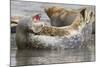 Harbor Seal Hauled Out-Hal Beral-Mounted Photographic Print