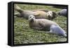 Harbor Seal Mother and Pup-null-Framed Stretched Canvas