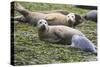 Harbor Seal Mother and Pup-null-Stretched Canvas