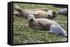 Harbor Seal Mother and Pup-null-Framed Stretched Canvas