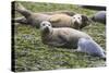 Harbor Seal Mother and Pup-null-Stretched Canvas