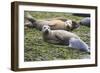 Harbor Seal Mother and Pup-null-Framed Photographic Print