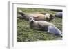 Harbor Seal Mother and Pup-null-Framed Photographic Print
