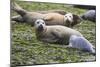 Harbor Seal Mother and Pup-null-Mounted Photographic Print