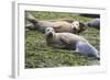 Harbor Seal Mother and Pup-null-Framed Photographic Print