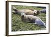 Harbor Seal Mother and Pup-null-Framed Photographic Print