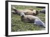 Harbor Seal Mother and Pup-null-Framed Photographic Print