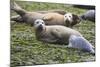 Harbor Seal Mother and Pup-null-Mounted Photographic Print
