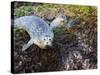 Harbor Seal on Bandon Beach, Oregon, USA-Joe Restuccia III-Stretched Canvas
