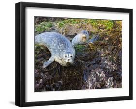 Harbor Seal on Bandon Beach, Oregon, USA-Joe Restuccia III-Framed Photographic Print