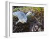 Harbor Seal on Bandon Beach, Oregon, USA-Joe Restuccia III-Framed Photographic Print