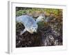 Harbor Seal on Bandon Beach, Oregon, USA-Joe Restuccia III-Framed Photographic Print