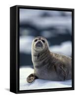 Harbor Seal on Ice Flow, Le Conte Glacier, Alaska, USA-Michele Westmorland-Framed Stretched Canvas