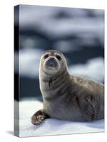 Harbor Seal on Ice Flow, Le Conte Glacier, Alaska, USA-Michele Westmorland-Stretched Canvas