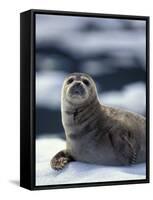 Harbor Seal on Ice Flow, Le Conte Glacier, Alaska, USA-Michele Westmorland-Framed Stretched Canvas