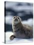 Harbor Seal on Ice Flow, Le Conte Glacier, Alaska, USA-Michele Westmorland-Stretched Canvas