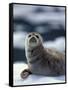 Harbor Seal on Ice Flow, Le Conte Glacier, Alaska, USA-Michele Westmorland-Framed Stretched Canvas