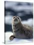 Harbor Seal on Ice Flow, Le Conte Glacier, Alaska, USA-Michele Westmorland-Stretched Canvas