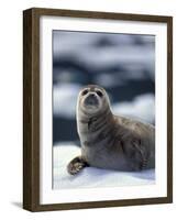 Harbor Seal on Ice Flow, Le Conte Glacier, Alaska, USA-Michele Westmorland-Framed Photographic Print