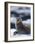 Harbor Seal on Ice Flow, Le Conte Glacier, Alaska, USA-Michele Westmorland-Framed Photographic Print